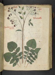 添加 MS 41623 f.110r“草药”，贝卢诺（牛皮纸上的墨水和颜色） 作者 意大利学校