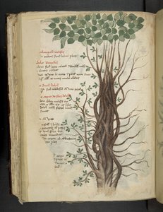 添加 MS 41623 f.110v 红树林，选自贝鲁诺的 "A 草本"（牛皮纸上的墨水和色彩） 作者 意大利学校