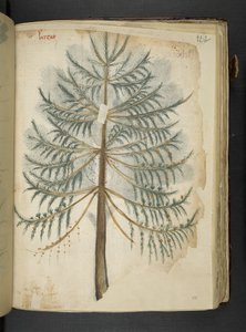 Add MS 41623 f.111r 