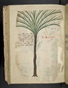 添加 MS 41623 f.113v Tarro Arboro，选自贝鲁诺 "A herbal"（牛皮纸上的墨水和色彩） 作者 意大利学校