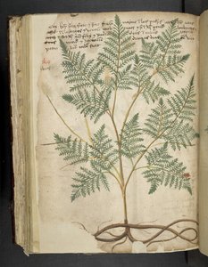 添加 MS 41623 f.114v "一味草药"，贝鲁诺（牛皮纸上的墨水和色彩） 作者 意大利学校