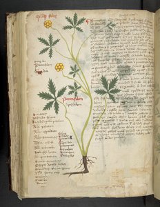 添加 MS 41623 f.115v Pentafilon（或 "Potentilla"），选自贝鲁诺的 "A herbal"（牛皮纸上的墨水和彩色）。 作者 意大利学校
