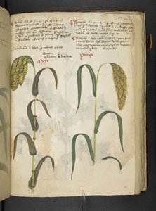 添加 MS 41623 f.117r“草药”，贝卢诺（牛皮纸上的墨水和颜色） 作者 意大利学校
