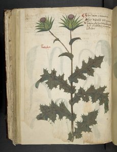 添加 MS 41623 f.117v 蓟“草药”，贝卢诺（牛皮纸上的墨水和颜色） 作者 意大利学校