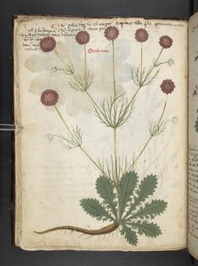 添加 MS 41623 f.26v A 草药，贝卢诺（牛皮纸上的墨水和颜色） 作者 意大利学校