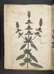 添加 MS 41623 f.2v A 草药，贝卢诺（牛皮纸上的墨水和颜色） 作者 意大利学校