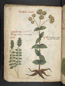 添加 MS 41623 f.37v "一味草药"，贝鲁诺（牛皮纸上的墨水和色彩） 作者 意大利学校