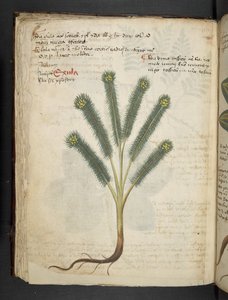 添加 MS 41623 f.39v“草药”，贝卢诺（牛皮纸上的墨水和颜色） 作者 意大利学校