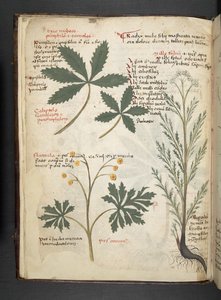 添加 MS 41623 f.3v A 草本，贝鲁诺（牛皮纸上的墨水和色彩） 作者 意大利学校