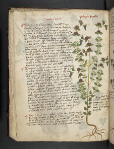 添加 MS 41623 f.54v "一味草药"，贝鲁诺（牛皮纸上的墨水和色彩） 作者 意大利学校