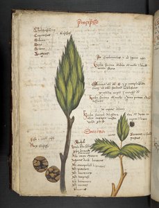 添加 MS 41623 f.62v "一味草药"，贝鲁诺（牛皮纸上的墨水和色彩） 作者 意大利学校