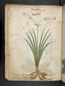 添加 MS 41623 f.64v "一味草药"，贝鲁诺（牛皮纸上的墨水和色彩） 作者 意大利学校