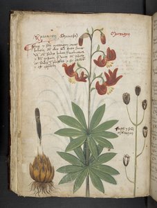 添加 MS 41623 f.66v "一味草药"，贝鲁诺（牛皮纸上的墨水和色彩） 作者 意大利学校