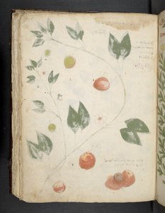 添加 MS 41623 f.70v "一味草药"，贝鲁诺（牛皮纸上的墨水和色彩） 作者 意大利学校