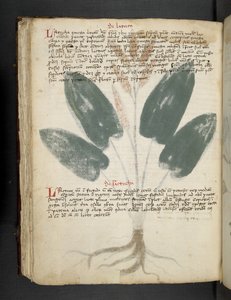 添加 MS 41623 f.80v“草药”，贝卢诺（牛皮纸上的墨水和颜色） 作者 意大利学校