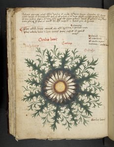 添加 MS 41623 f.97v Carlina，来自贝卢诺的“草药”（牛皮纸上的墨水和颜色） 作者 意大利学校