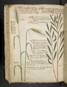 添加 MS 41623 f.98v Orzo，选自贝鲁诺 "A herbal"（牛皮纸上的墨水和色彩） 作者 意大利学校