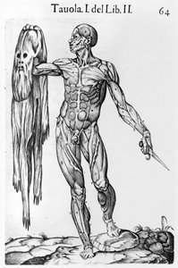 解剖学研究，板64，来自Anatomia del corpo humano的插图作者Juan de Valverde（c.1525-c.1587）罗马，1560 作者 意大利学校