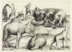 来自古罗马的动物绘画，表，3，酒吧。 Antonio Lafrere 1528 作者 意大利学校
