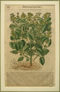 罗勒，来自Discorsi的植物板，由Pietro Andrea Mattioli（1501-77）在威尼斯出版，1570年 作者 意大利学校