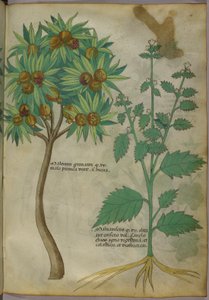 植物插图（纸本水墨设色） 作者 意大利学校
