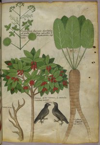 植物和鸟类的植物插图，c.1440（纸本墨水和颜色 作者 意大利学校