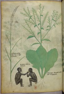植物和动物插图，一株植物和两只猴子，约 1440 年（牛皮纸上的墨水和色彩） 作者 意大利学校