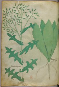 植物插图，约 1440 年（牛皮纸上的墨水和色彩） 作者 意大利学校