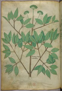 植物插图，约 1440 年（牛皮纸上的墨水和色彩） 作者 意大利学校
