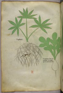 植物插图，约 1440 年（牛皮纸上的墨水和色彩） 作者 意大利学校