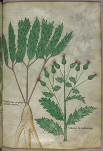 植物插图，约 1440 年（牛皮纸上的墨水和色彩） 作者 意大利学校