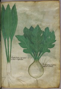 植物插图，约 1440 年（牛皮纸上的墨水和色彩） 作者 意大利学校