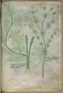 植物插图，约 1440 年（牛皮纸上的墨水和色彩） 作者 意大利学校