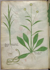 植物插图，约 1440 年（牛皮纸上的墨水和色彩） 作者 意大利学校