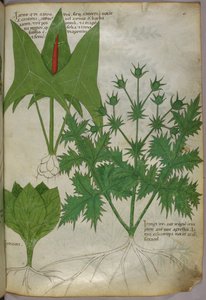 植物插图，约 1440 年（牛皮纸上的墨水和色彩） 作者 意大利学校