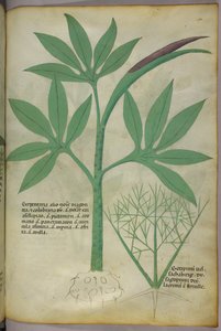 植物插图，约 1440 年（牛皮纸上的墨水和色彩） 作者 意大利学校