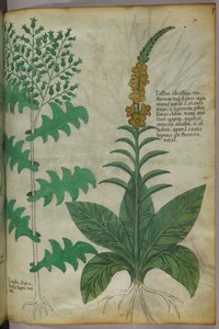 植物插图，约 1440 年（牛皮纸上的墨水和色彩） 作者 意大利学校