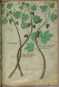 植物插图，约 1440 年（牛皮纸上的墨水和色彩） 作者 意大利学校