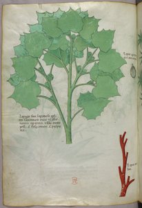 植物插图，约 1440 年（牛皮纸上的墨水和色彩） 作者 意大利学校