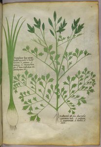 植物插图，约 1440 年（牛皮纸上的墨水和色彩） 作者 意大利学校