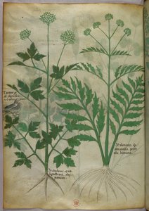 植物插图，约 1440 年（牛皮纸上的墨水和色彩） 作者 意大利学校