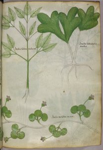 植物插图，约 1440 年（牛皮纸上的墨水和色彩） 作者 意大利学校