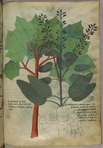植物插图，约 1440 年（牛皮纸上的墨水和色彩） 作者 意大利学校