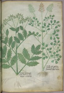 植物插图，约 1440 年（牛皮纸上的墨水和色彩） 作者 意大利学校