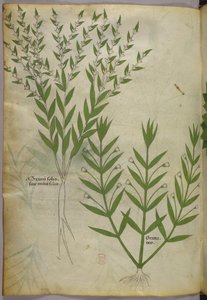 植物插图，约 1440 年（牛皮纸上的墨水和色彩） 作者 意大利学校