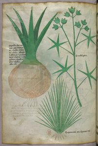 植物插图，约 1440 年（牛皮纸上的墨水和色彩） 作者 意大利学校