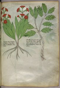 植物插图，约 1440 年（牛皮纸上的墨水和色彩） 作者 意大利学校