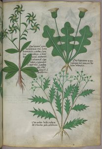 植物插图，约 1440 年（牛皮纸上的墨水和色彩） 作者 意大利学校