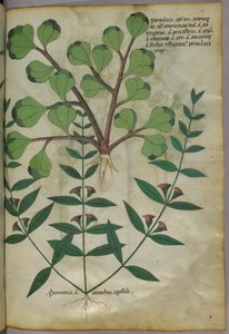 植物插图，约 1440 年（牛皮纸上的墨水和色彩） 作者 意大利学校