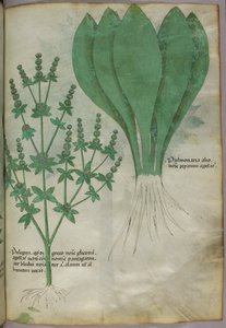植物插图，约 1440 年（牛皮纸上的墨水和色彩） 作者 意大利学校